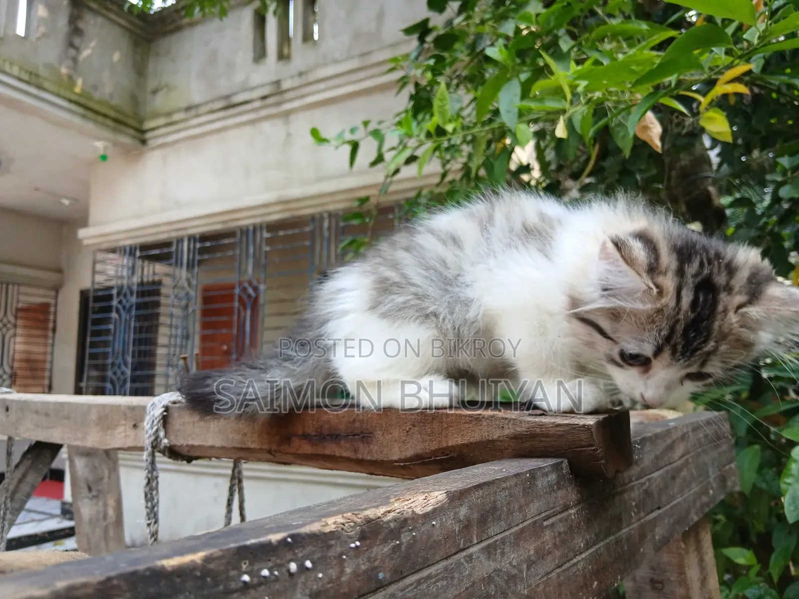 ১-৩ মাসের মেল পিউরব্রেড পার্সিয়ান