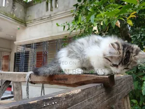 ১-৩ মাসের মেল পিউরব্রেড পার্সিয়ান