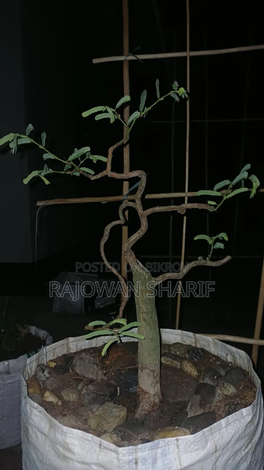 তাঁতুল গাছ
