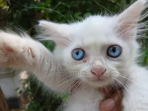 1-3 months Female Purebred Persian