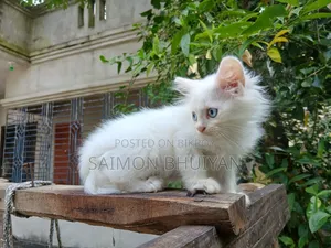 1-3 months Female Purebred Persian