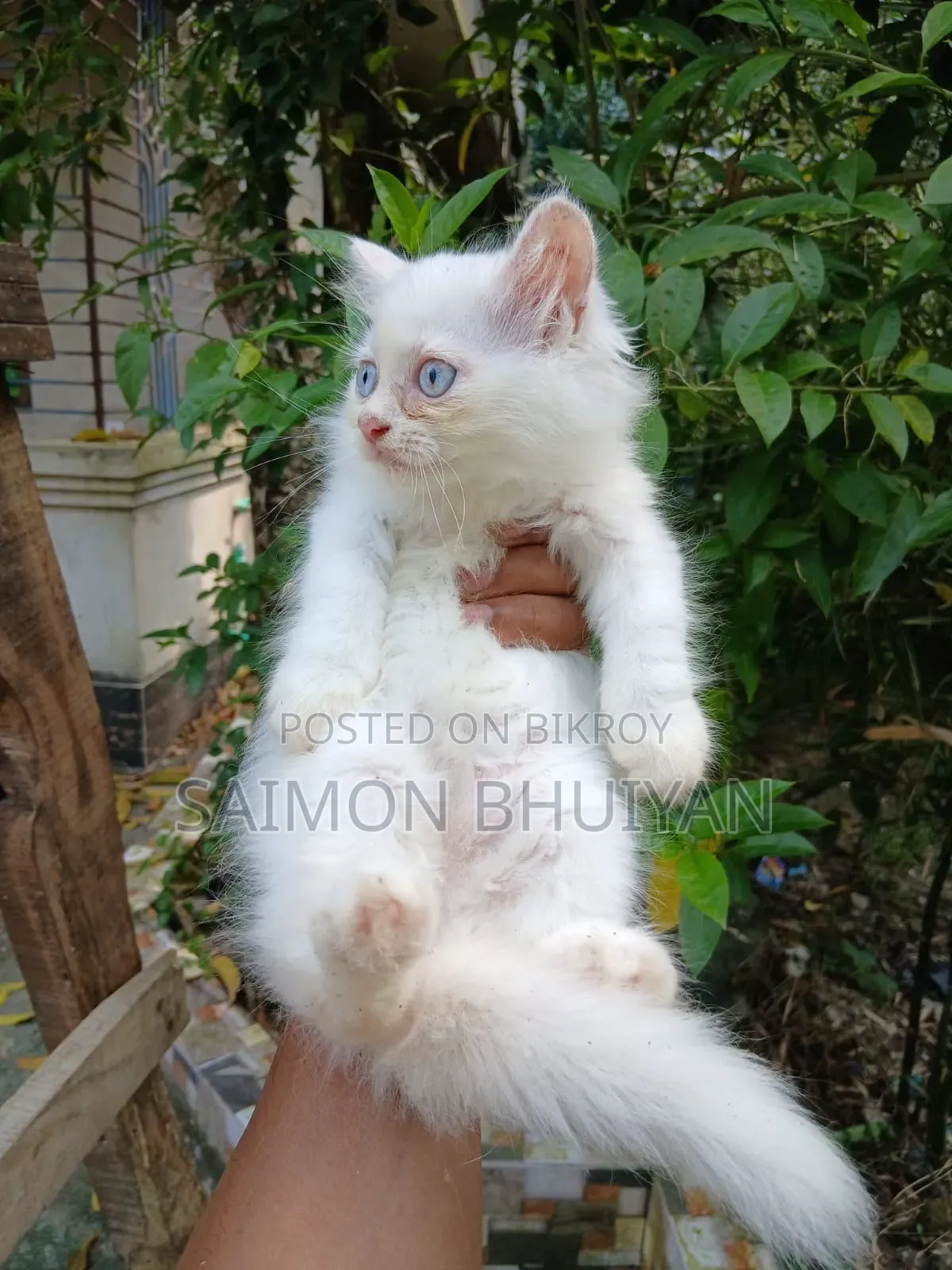 1-3 months Female Purebred Persian