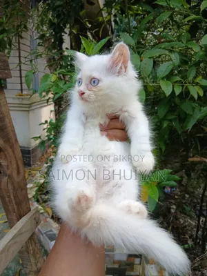 1-3 months Female Purebred Persian