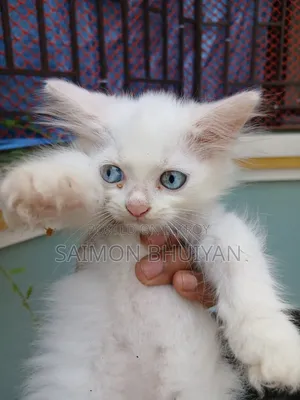 1-3 months Female Purebred Persian
