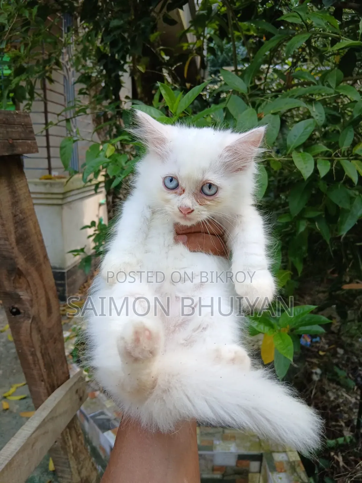 1-3 months Female Purebred Persian