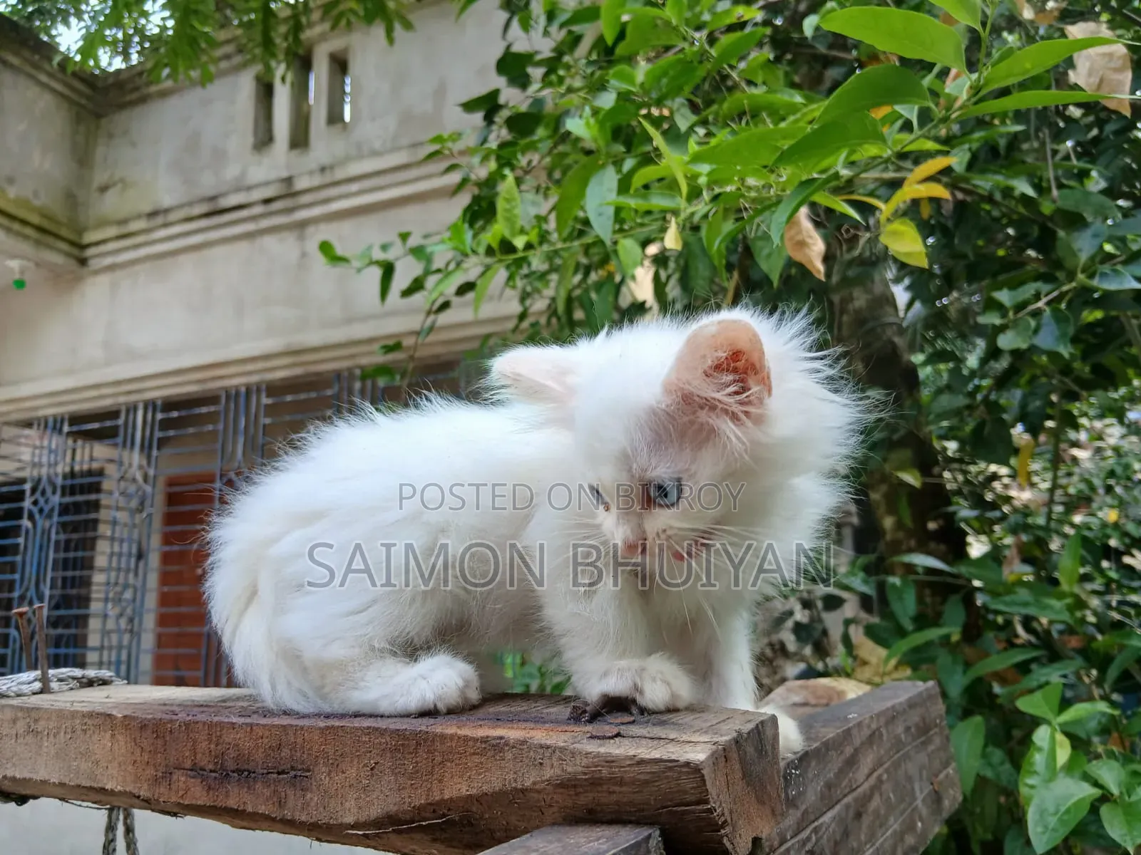 1-3 months Female Purebred Persian