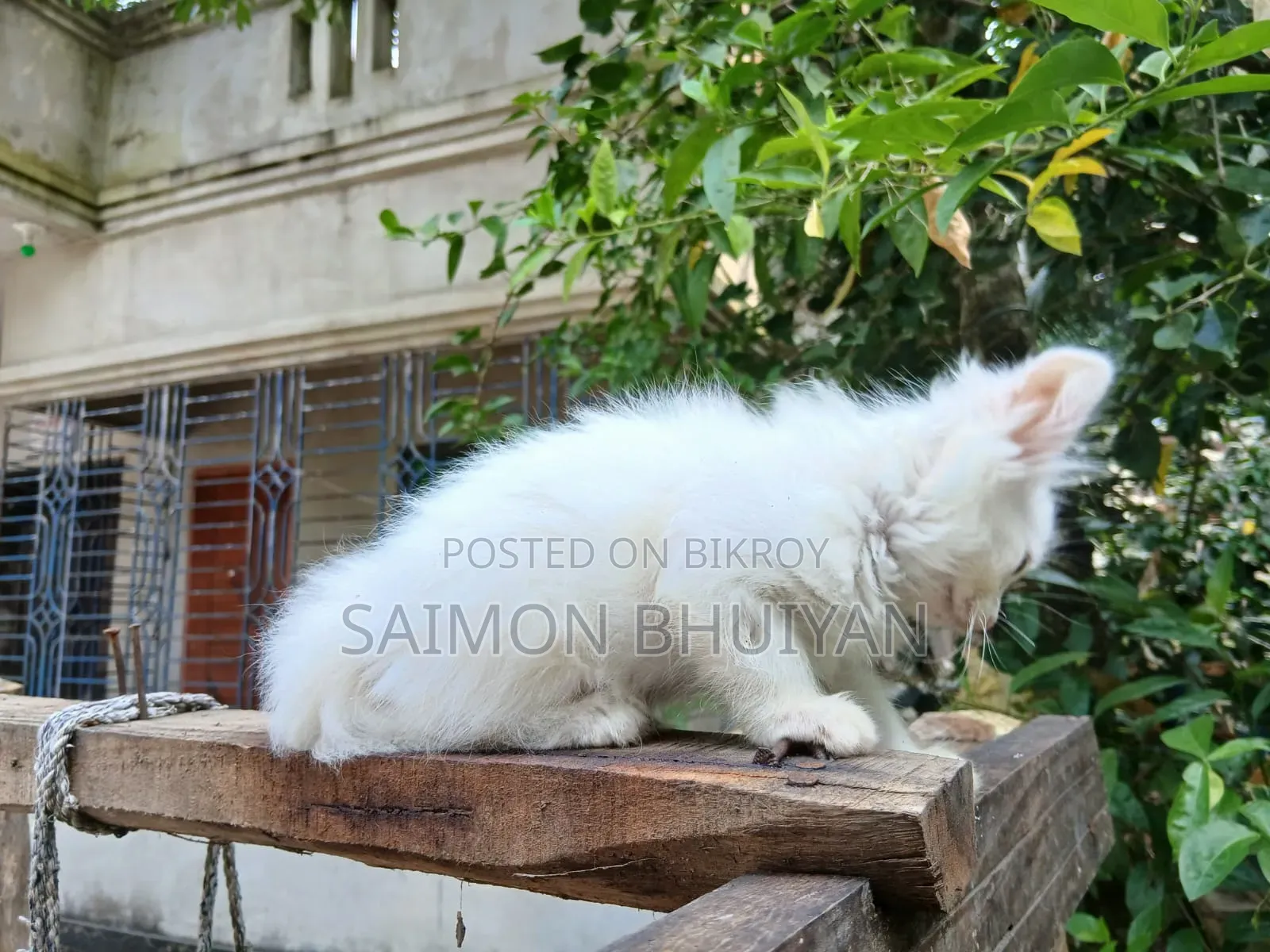 1-3 months Female Purebred Persian