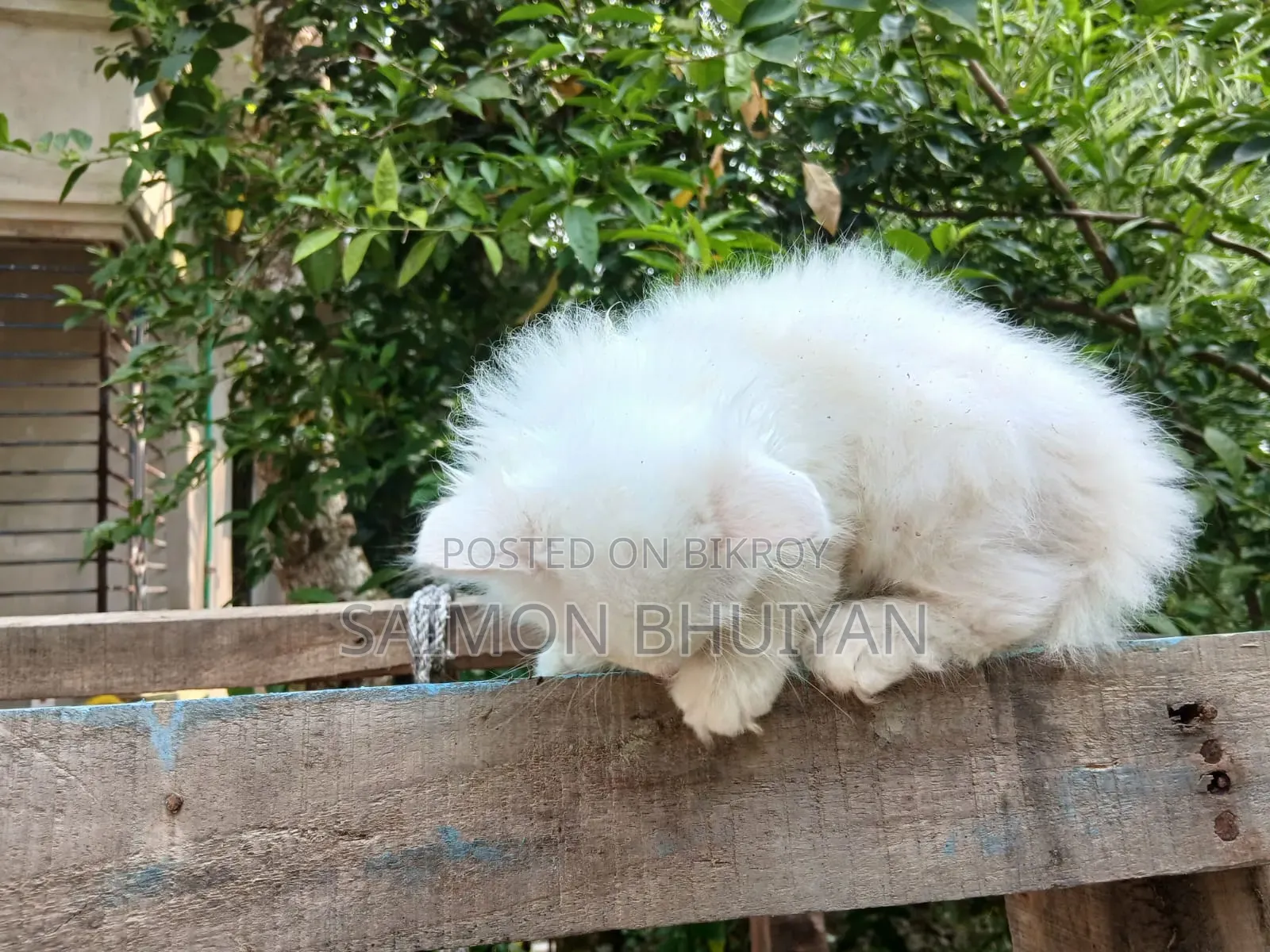 1-3 months Female Purebred Persian