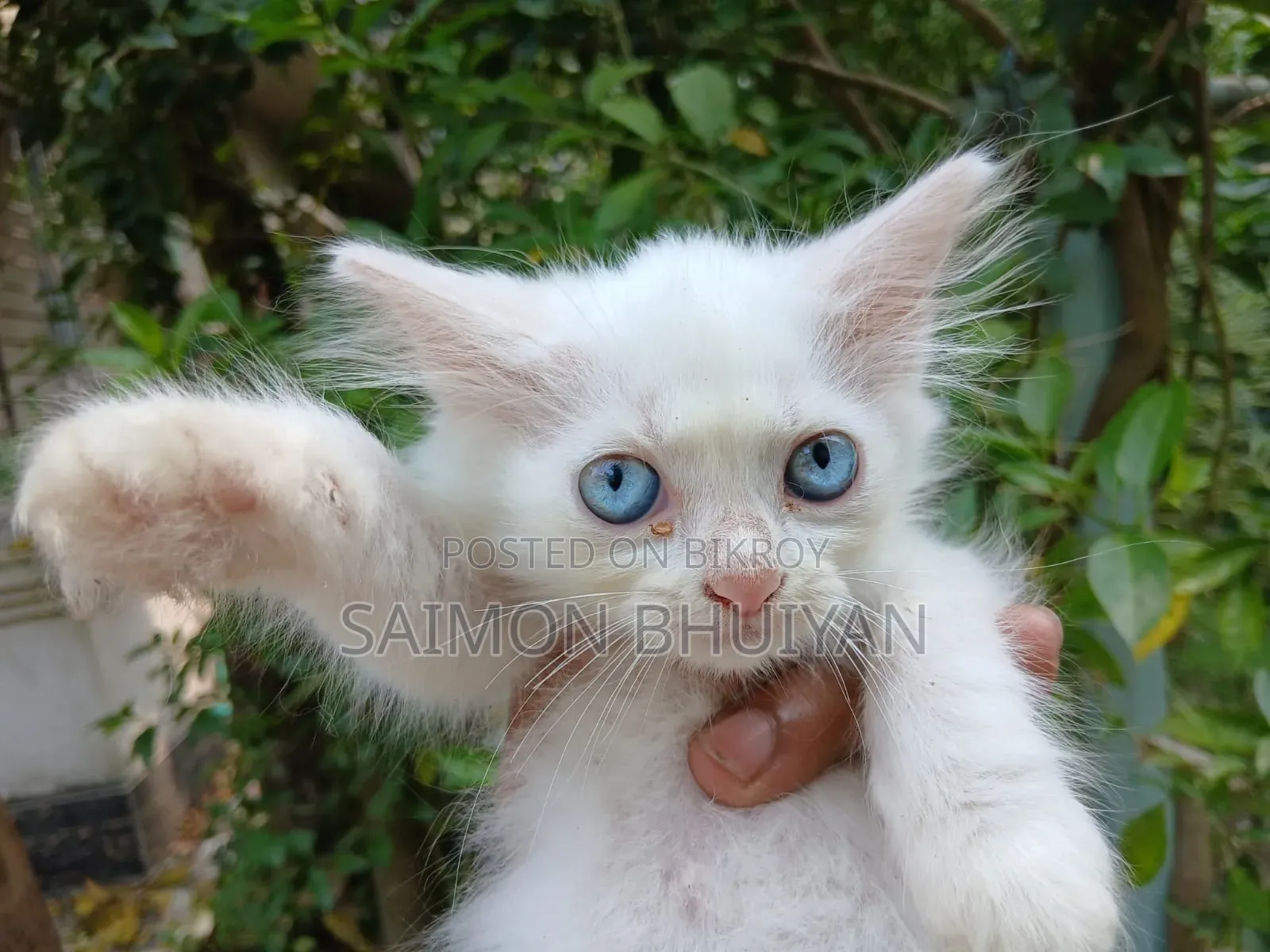 1-3 months Female Purebred Persian