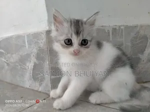 1-3 months Female Purebred Persian