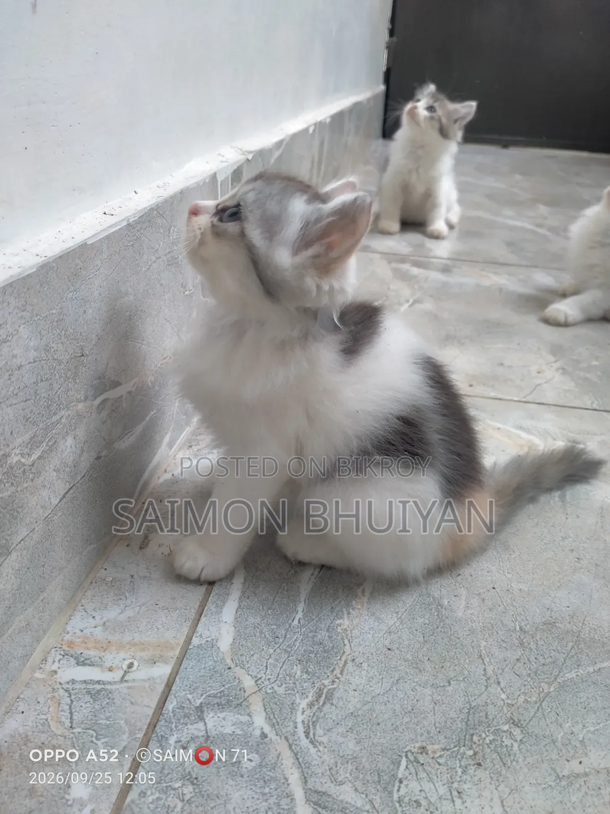 1-3 months Female Purebred Persian