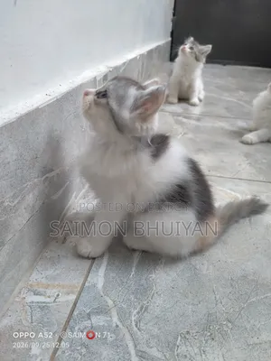1-3 months Female Purebred Persian