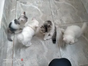 1-3 months Female Purebred Persian