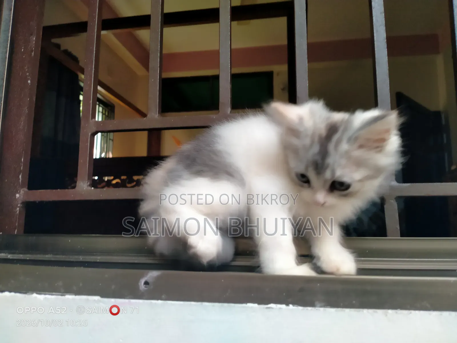 1-3 months Female Purebred Persian