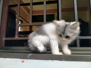 1-3 months Female Purebred Persian