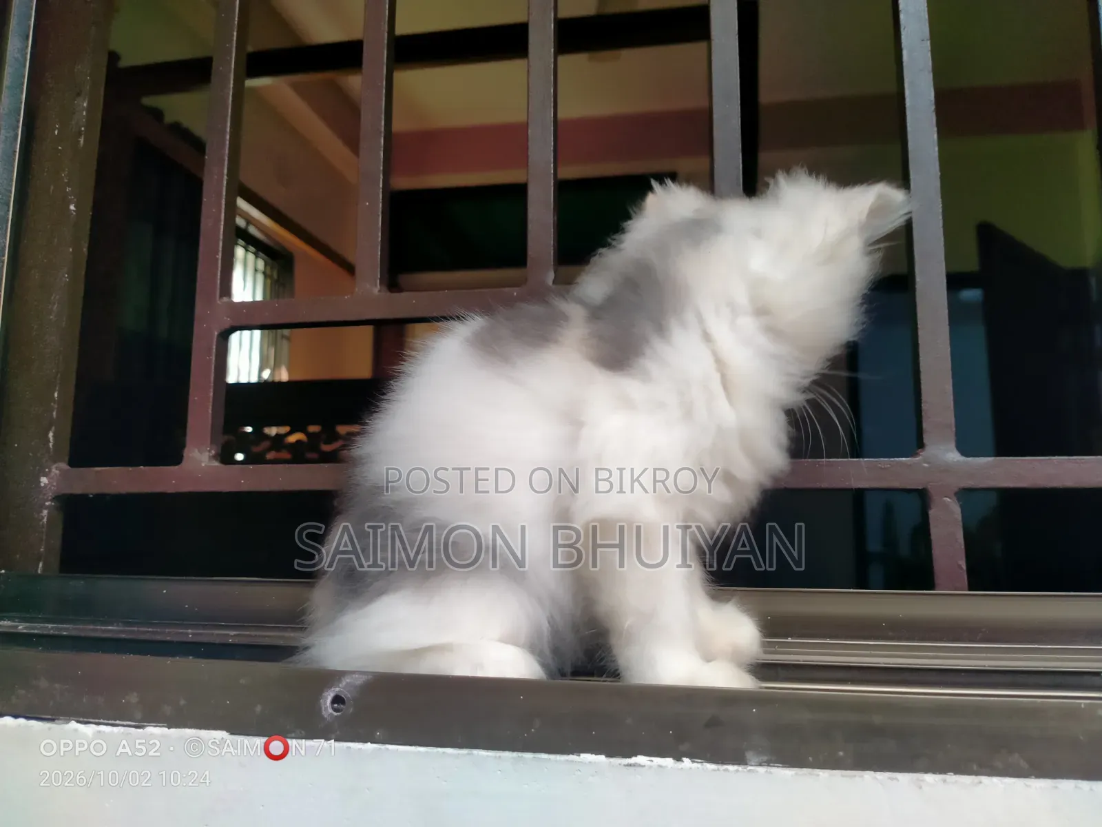1-3 months Female Purebred Persian