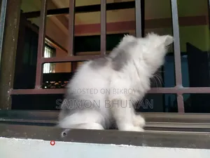1-3 months Female Purebred Persian