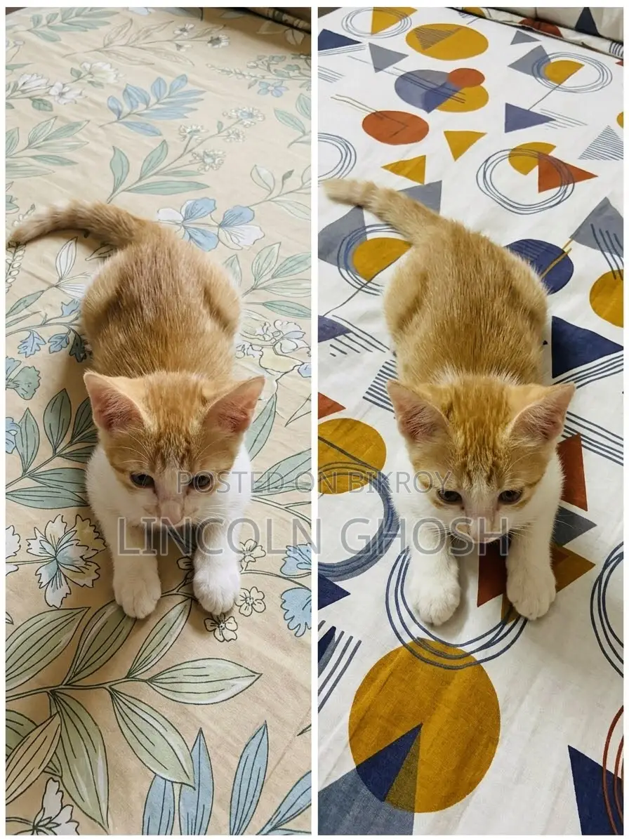 1-3 months Female Purebred Tabby