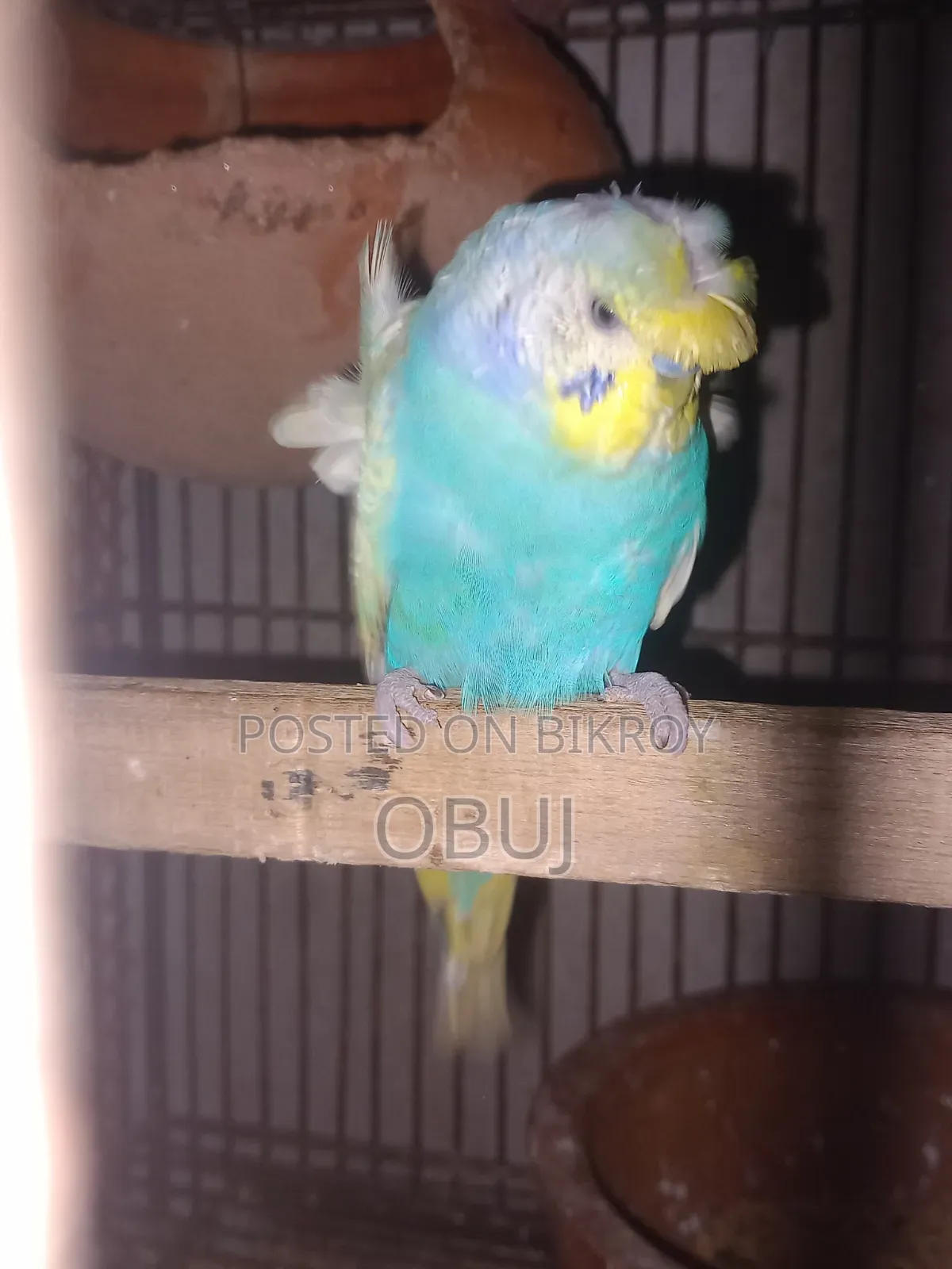 জেইপি র‍্যাম্বো জাপানিজ