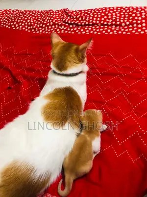 1-3 months Female Purebred Tabby