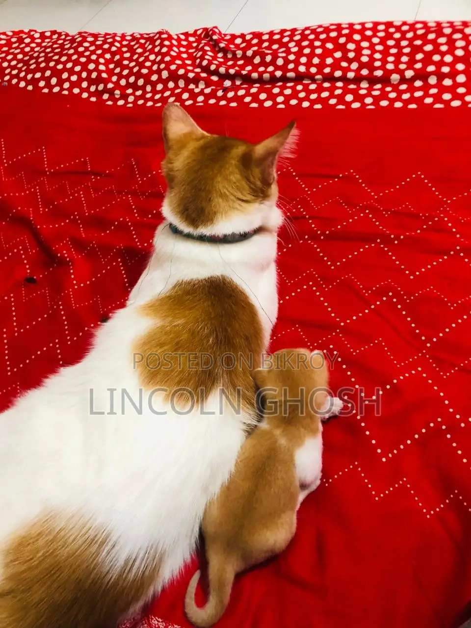 1-3 months Female Purebred Tabby