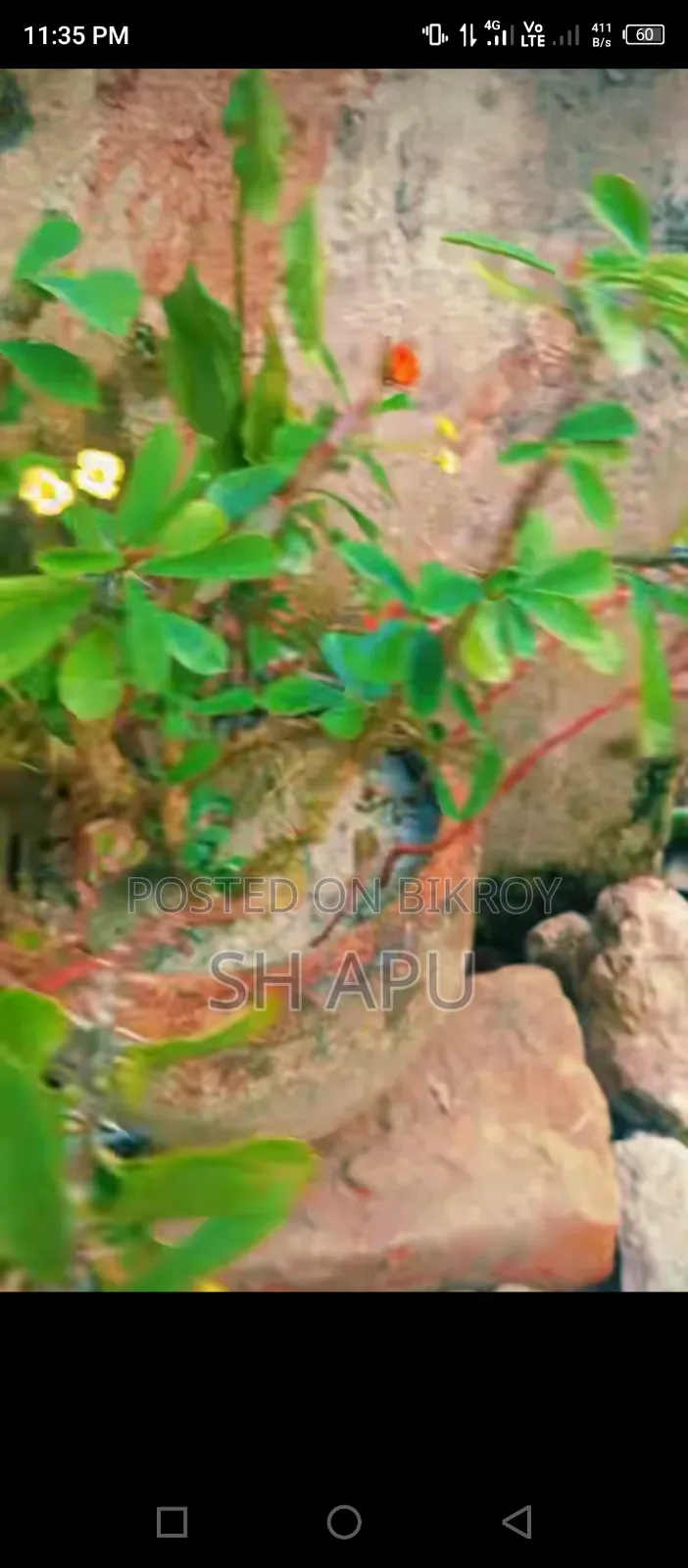 বিভিন্ন ধরনের আউটডোর এবং ইনডোর গাছ