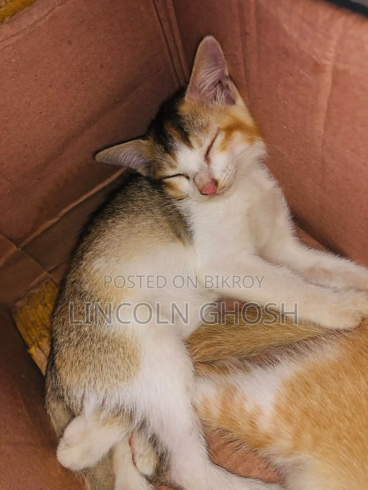 1-3 months Female Purebred Tabby