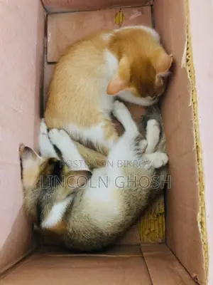 1-3 months Female Purebred Tabby