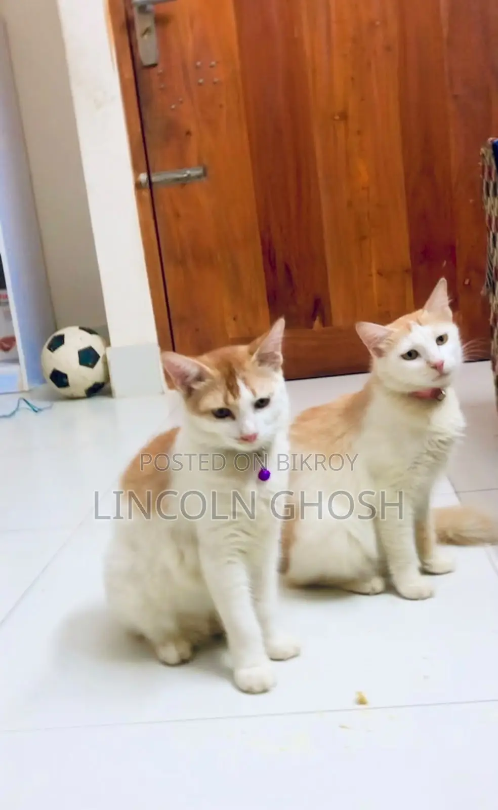 1-3 months Female Purebred Tabby