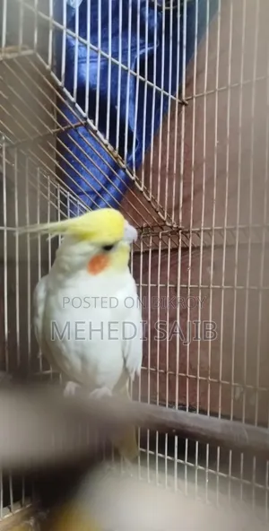 ককাটেল বার্ডস