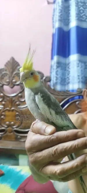 ককাটেল বার্ডস