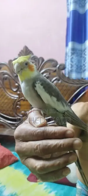 ককাটেল বার্ডস
