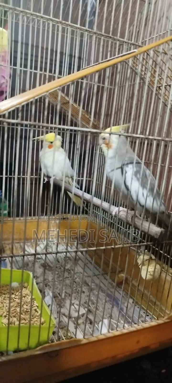 ককাটেল বার্ডস