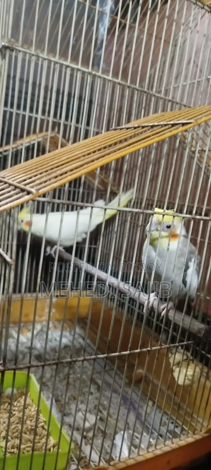 ককাটেল বার্ডস
