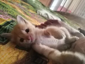 ১-৩ মাস বয়সী ফিমেল মিক্সড ব্রিড পার্সিয়ান