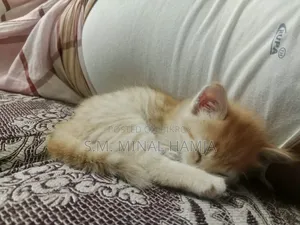 ১-৩ মাস বয়সী ফিমেল মিক্সড ব্রিড পার্সিয়ান