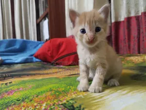 ১-৩ মাস বয়সী ফিমেল মিক্সড ব্রিড পার্সিয়ান
