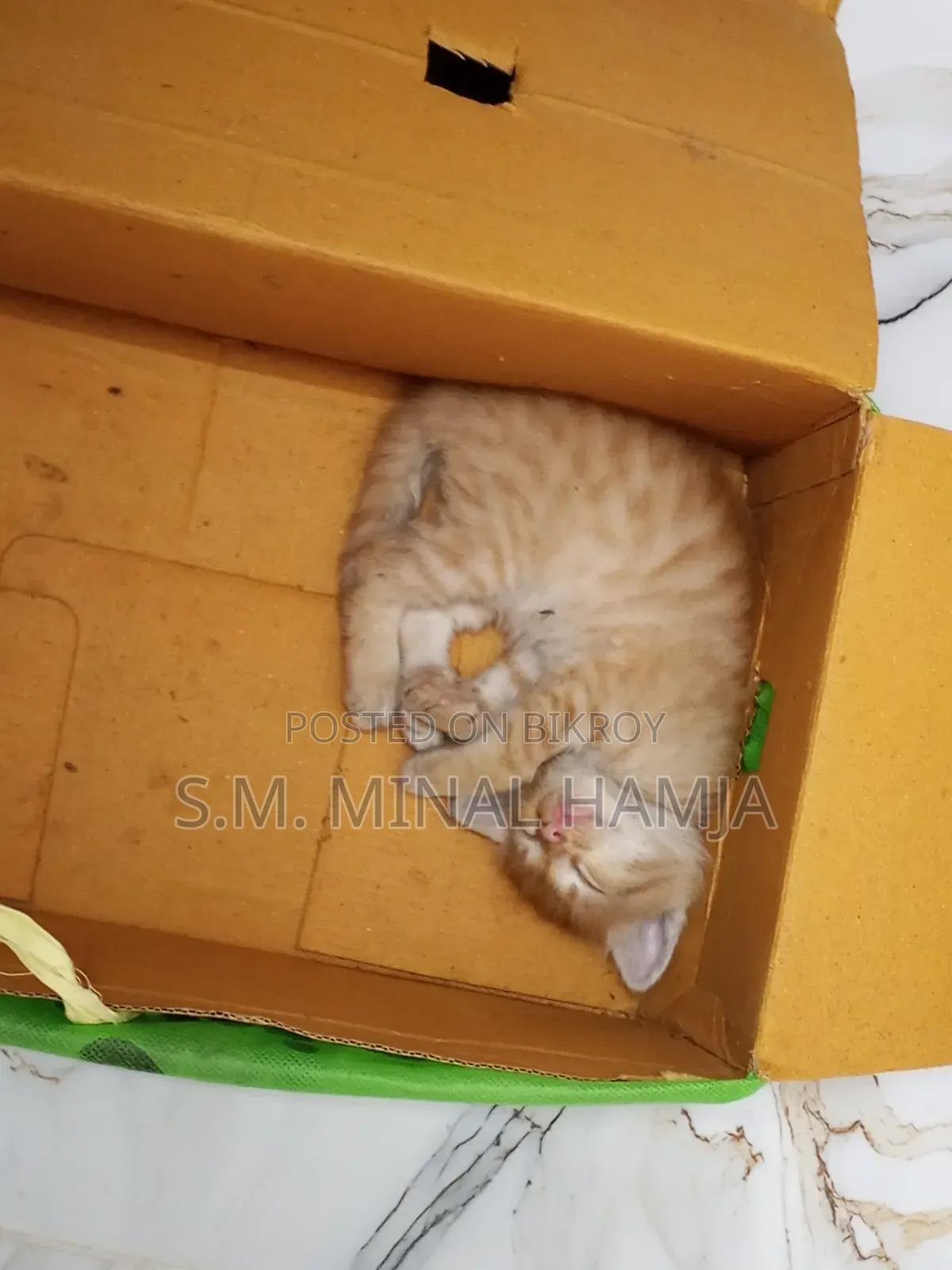 ১-৩ মাস বয়সী ফিমেল মিক্সড ব্রিড পার্সিয়ান