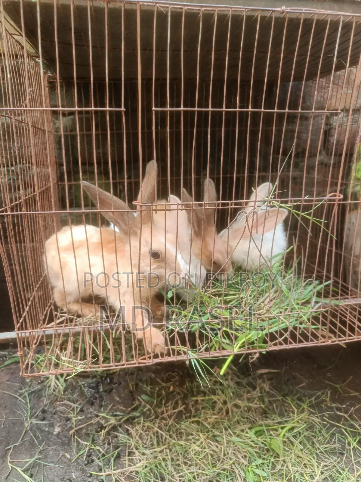 Rabbits for sale