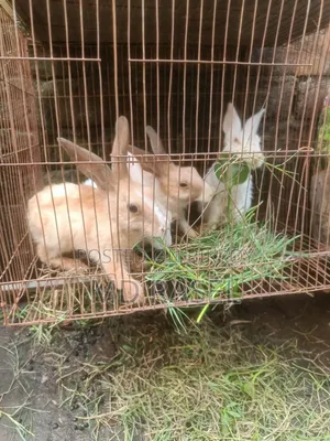 Rabbits for sale