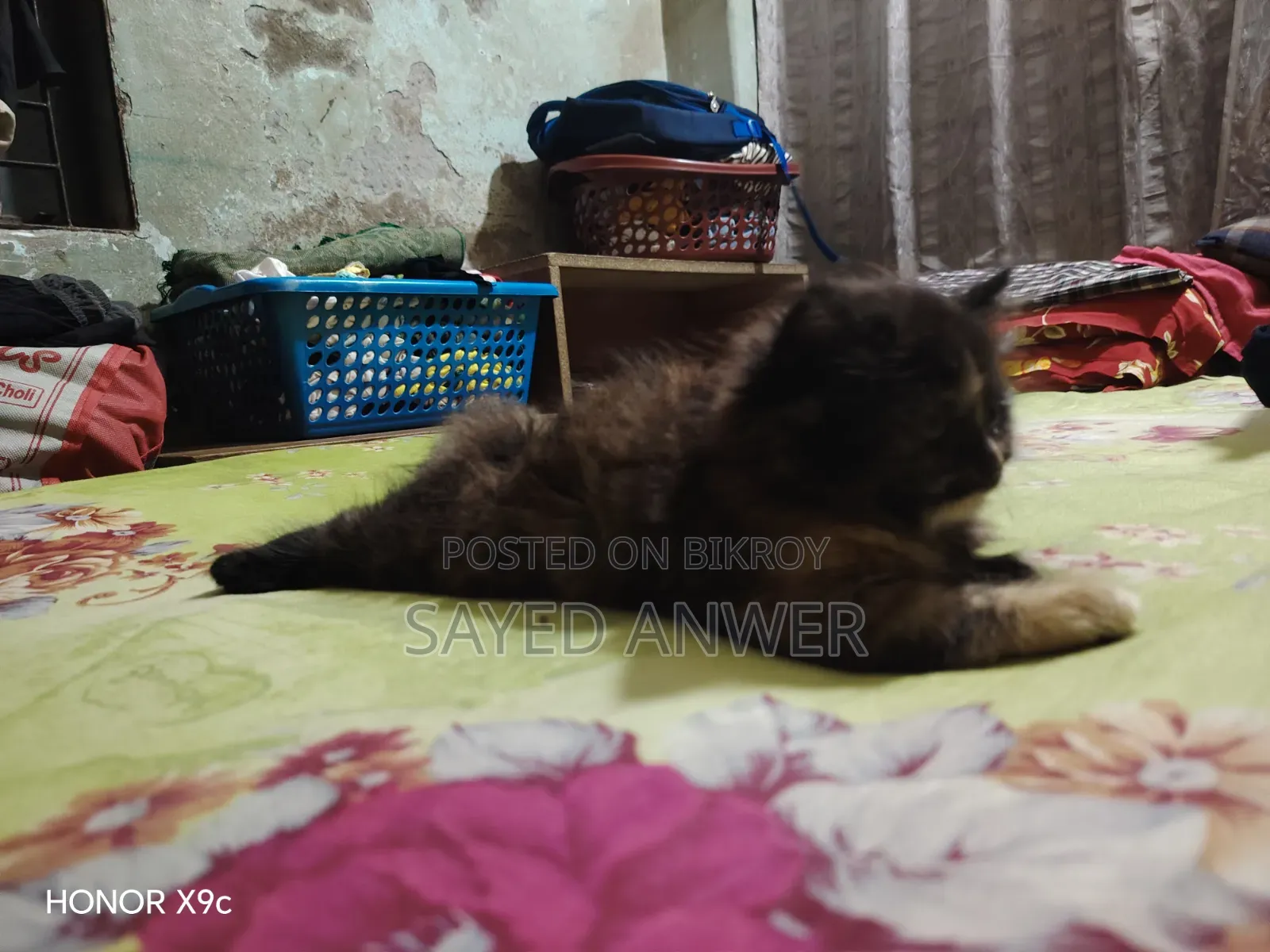 ১-৩ মাসের ফিমেল পিওরব্রেড পারসিয়ান