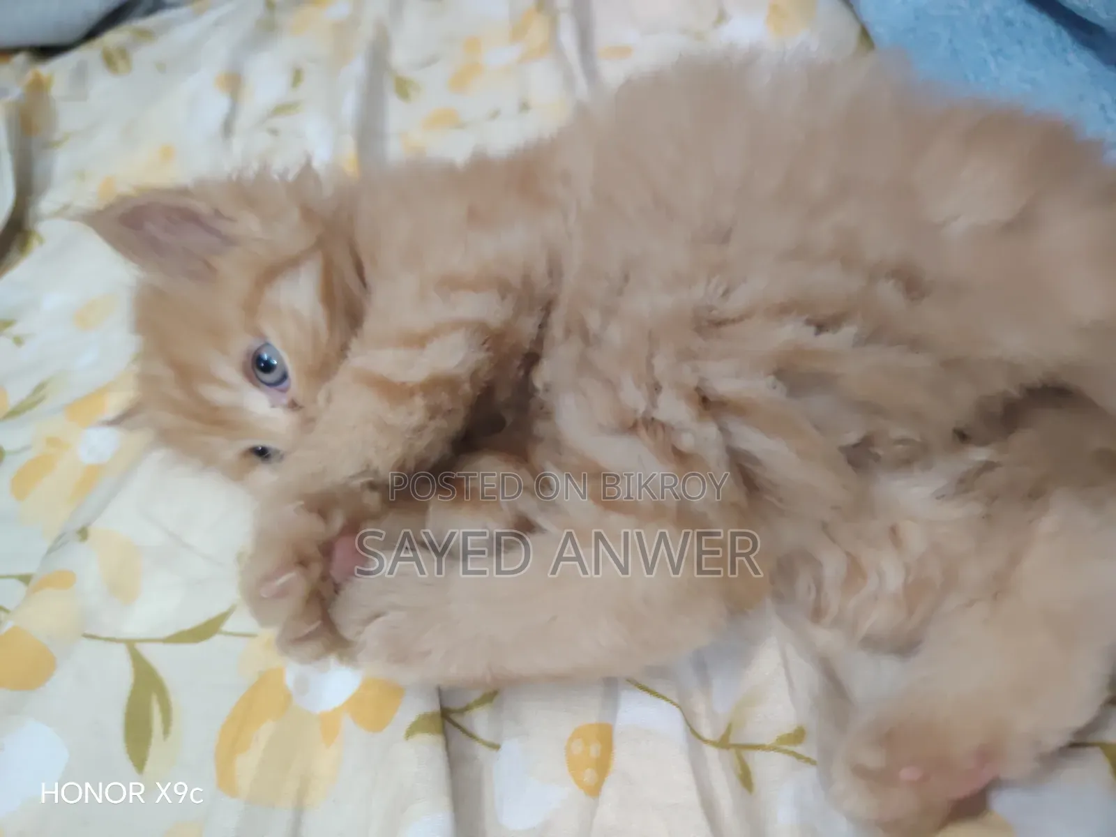 ১-৩ মাসের ফিমেল পিওরব্রেড পারসিয়ান