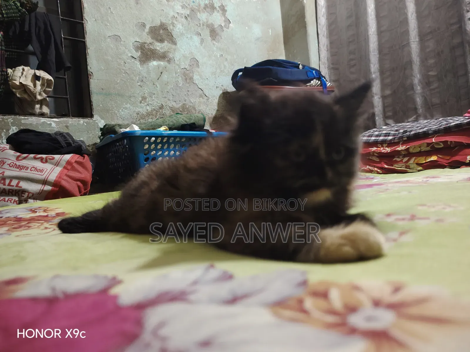 ১-৩ মাসের ফিমেল পিওরব্রেড পারসিয়ান
