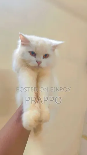 ৬-১২ মাস বয়সী ফিমেল পিওর পারসিয়ান