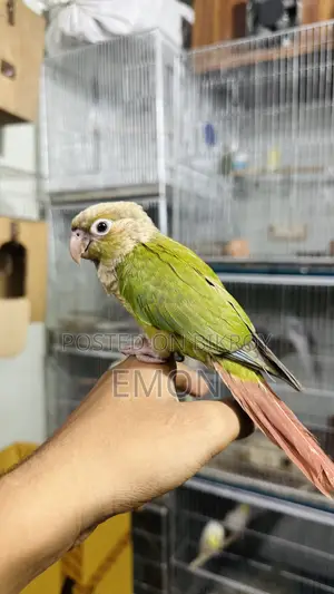 সম্পূর্ণ পোষমানা পাইনঅ্যাপল কোনুর