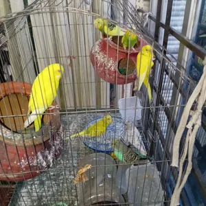 বাজরিগার পাখি