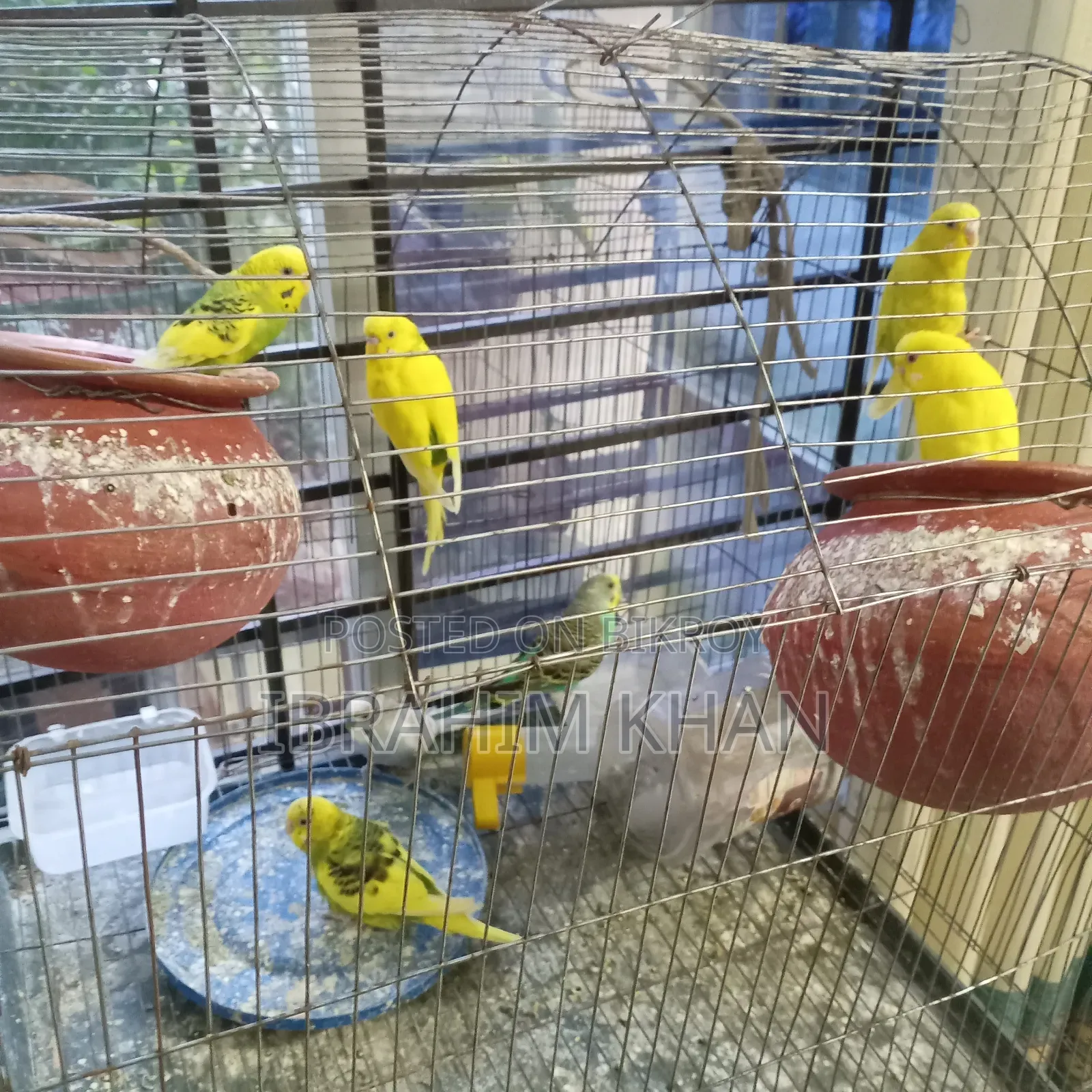 বাজরিগার পাখি