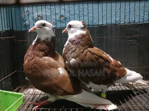 Dhamrai Dulivita Must Be Collected From