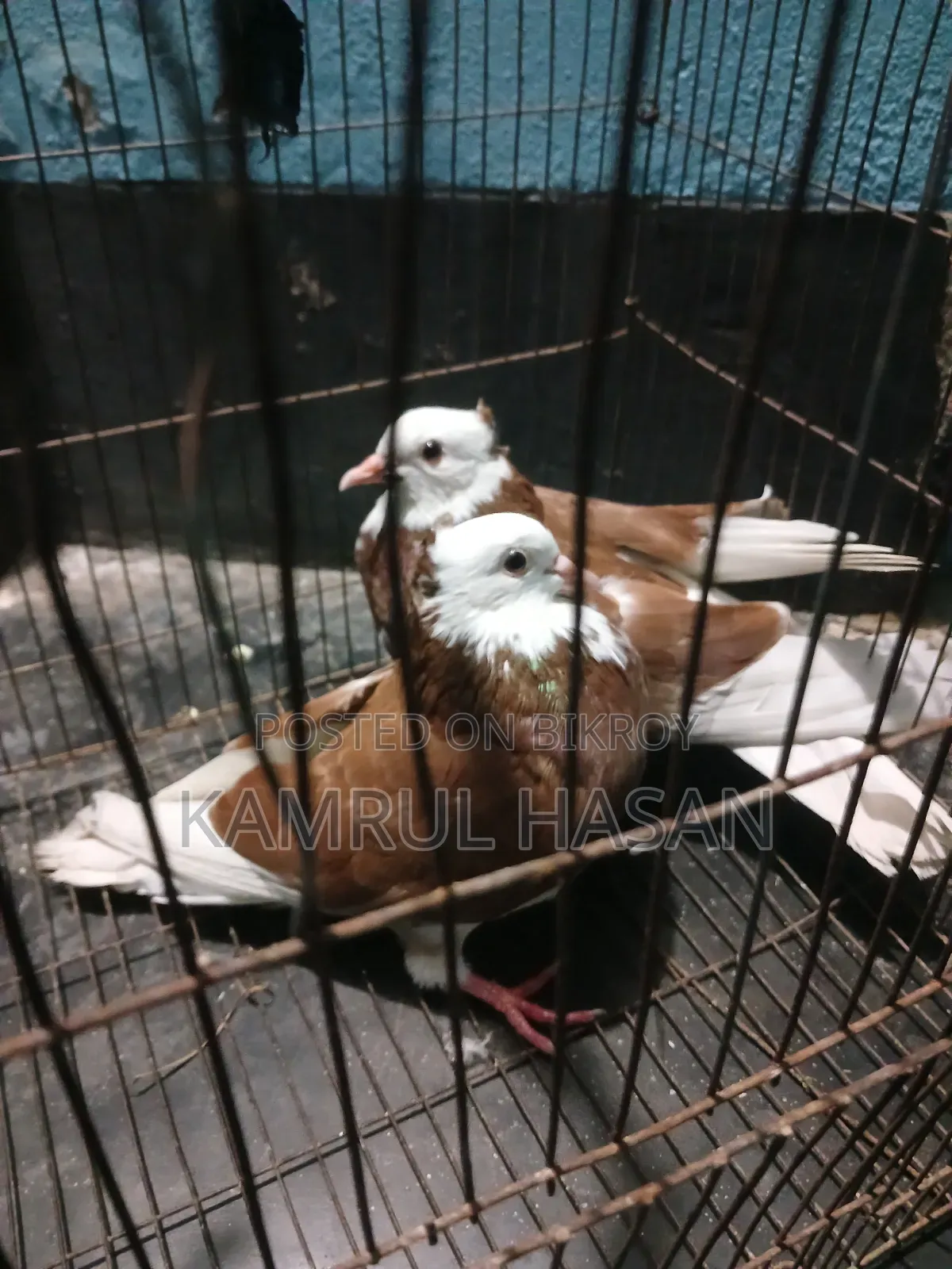 Dhamrai Dulivita Must Be Collected From
