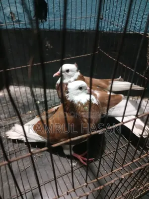 Dhamrai Dulivita Must Be Collected From